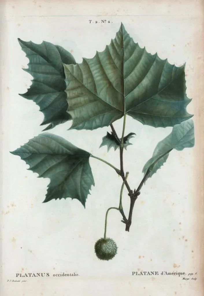 An illustration from Nouveau Duhamel, 1801, leaf 65