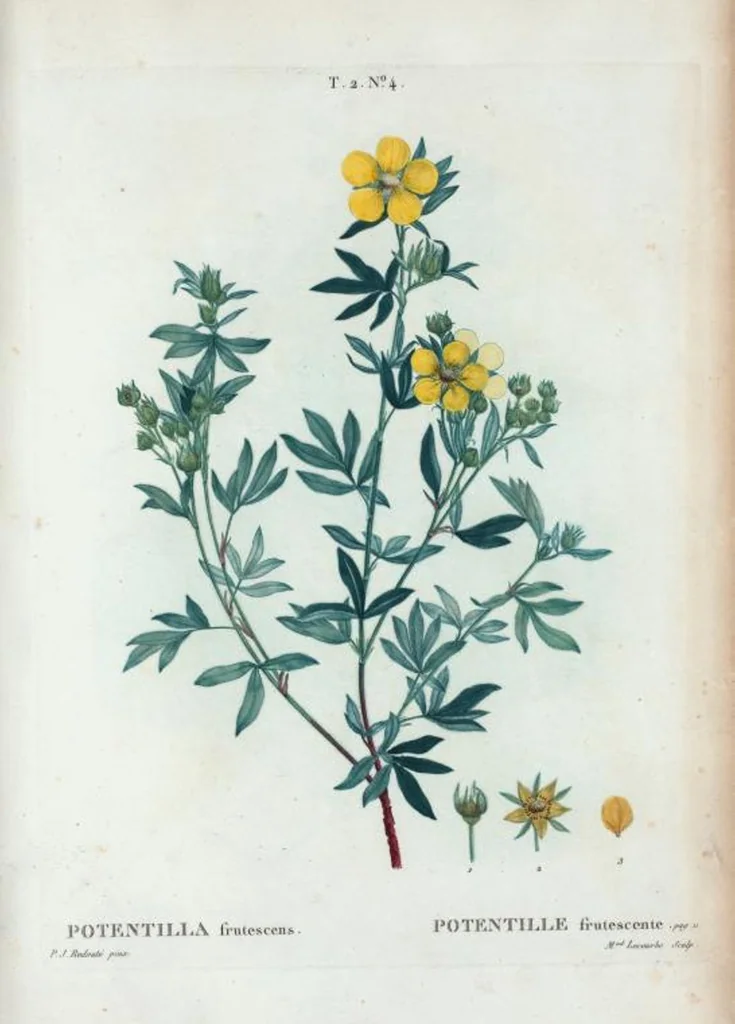 An illustration from Nouveau Duhamel, 1801, leaf 67