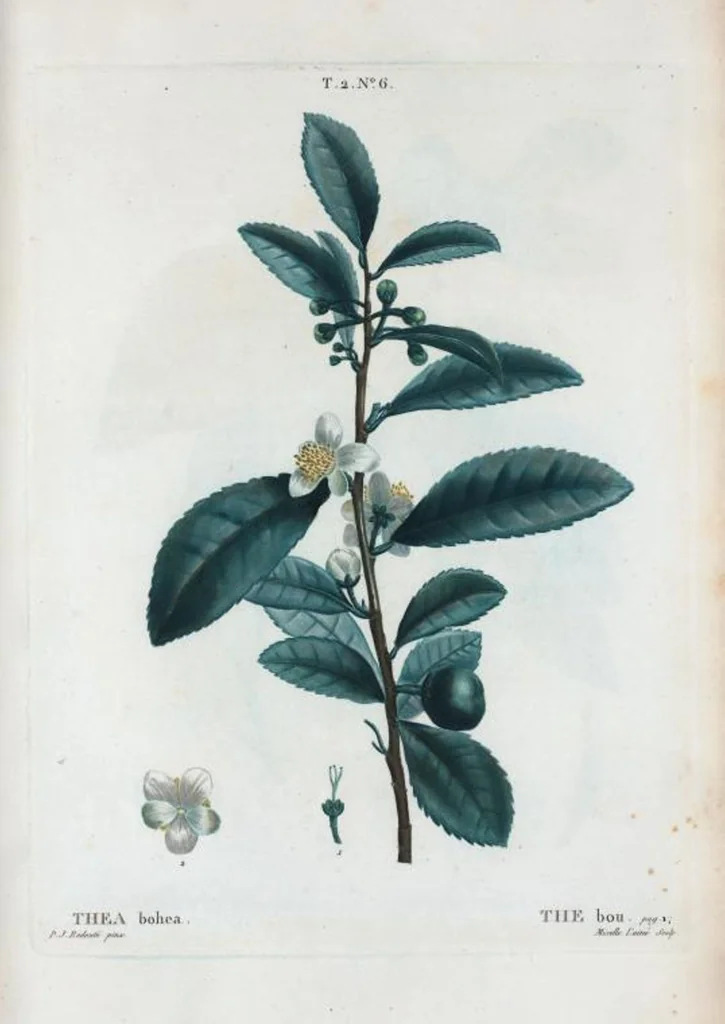 An illustration from Nouveau Duhamel, 1801, leaf 69