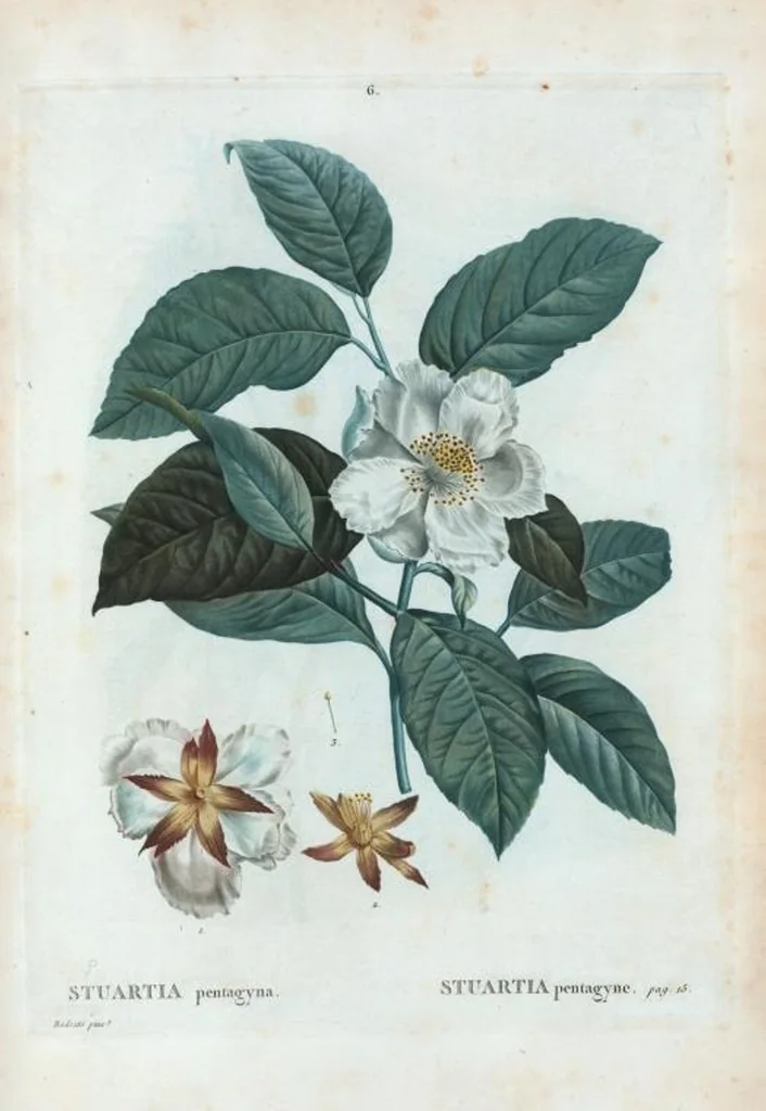 An illustration from Nouveau Duhamel, 1801, leaf 7