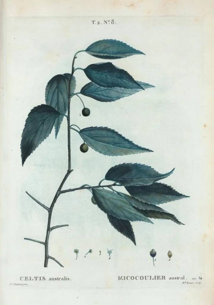 An illustration from Nouveau Duhamel, 1801, leaf 71