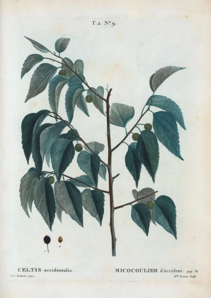 An illustration from Nouveau Duhamel, 1801, leaf 72