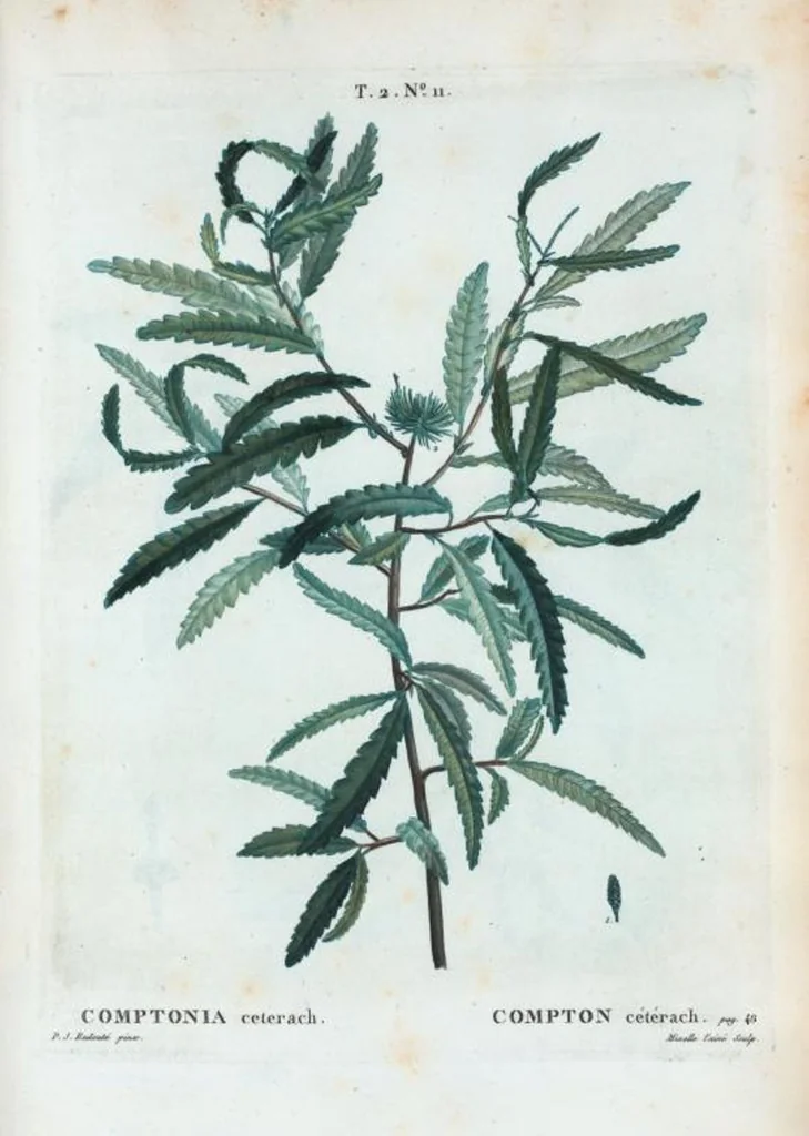 An illustration from Nouveau Duhamel, 1801, leaf 73