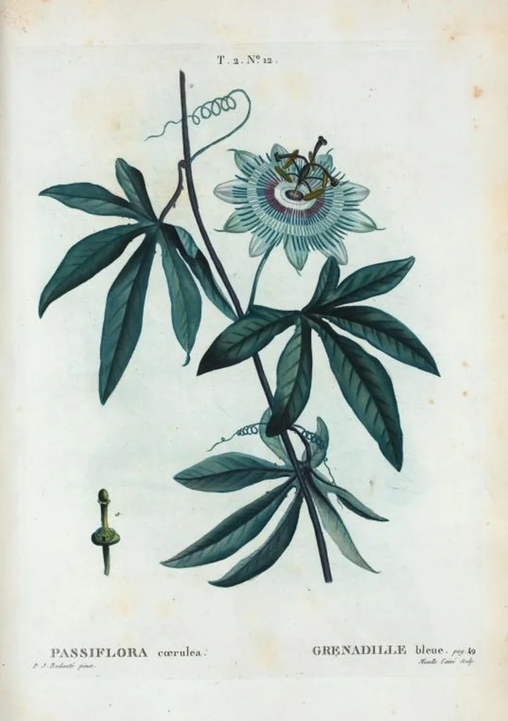 An illustration from Nouveau Duhamel, 1801, leaf 74