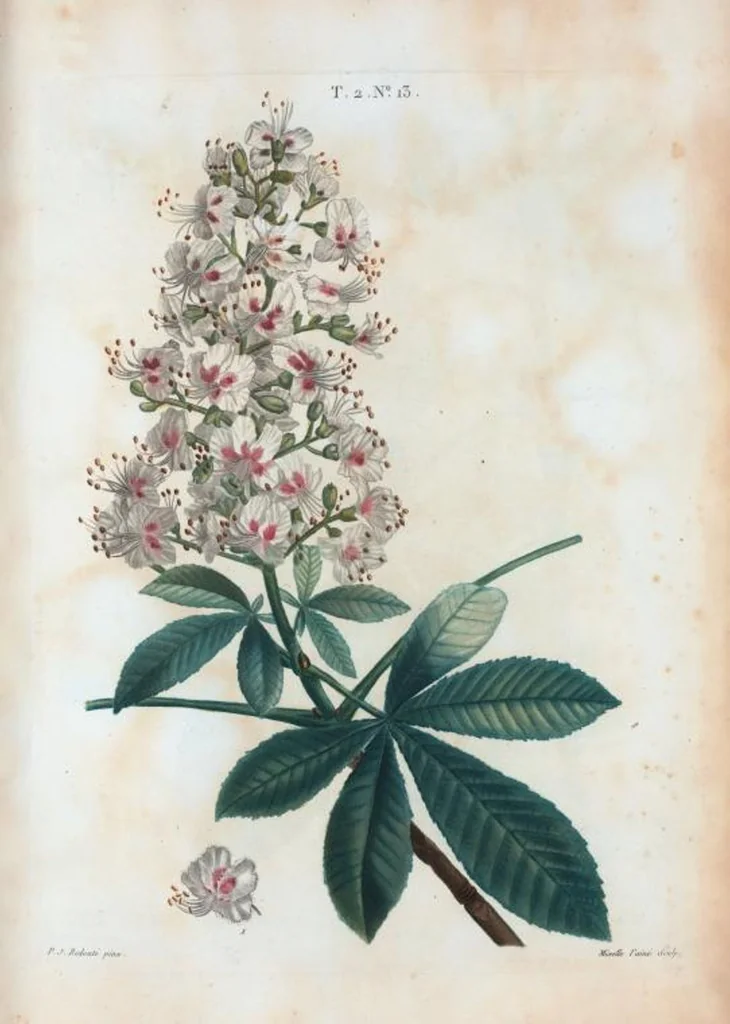 An illustration from Nouveau Duhamel, 1801, leaf 75