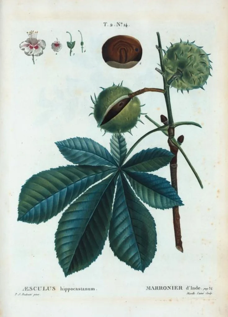 An illustration from Nouveau Duhamel, 1801, leaf 76