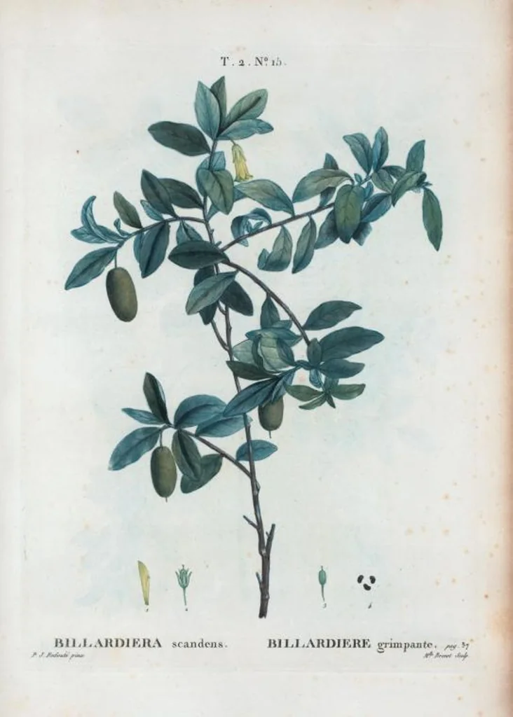 An illustration from Nouveau Duhamel, 1801, leaf 77