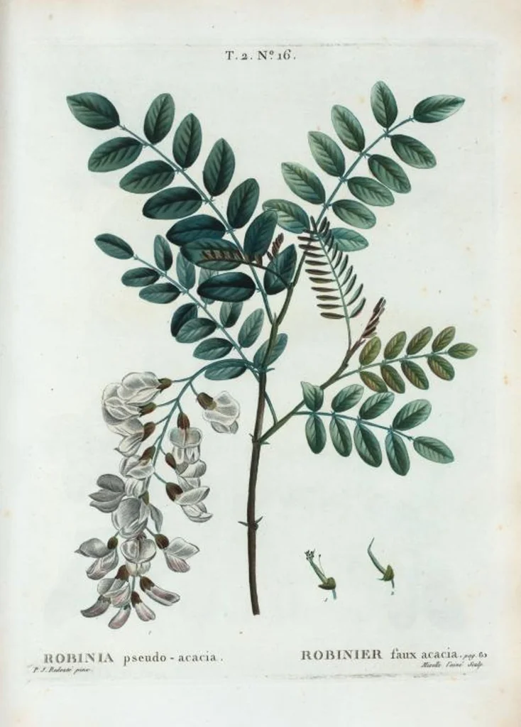 An illustration from Nouveau Duhamel, 1801, leaf 78