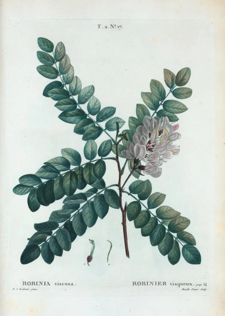 An illustration from Nouveau Duhamel, 1801, leaf 79