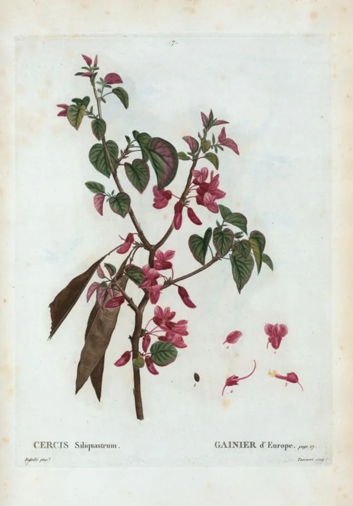 An illustration from Nouveau Duhamel, 1801, leaf 8