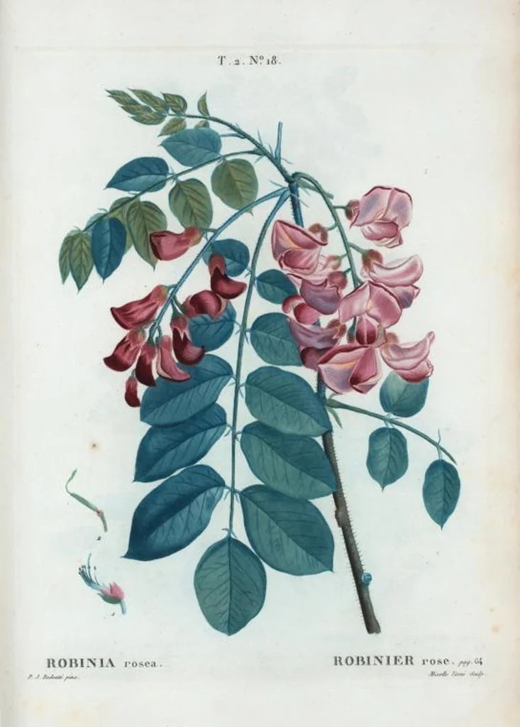 An illustration from Nouveau Duhamel, 1801, leaf 80