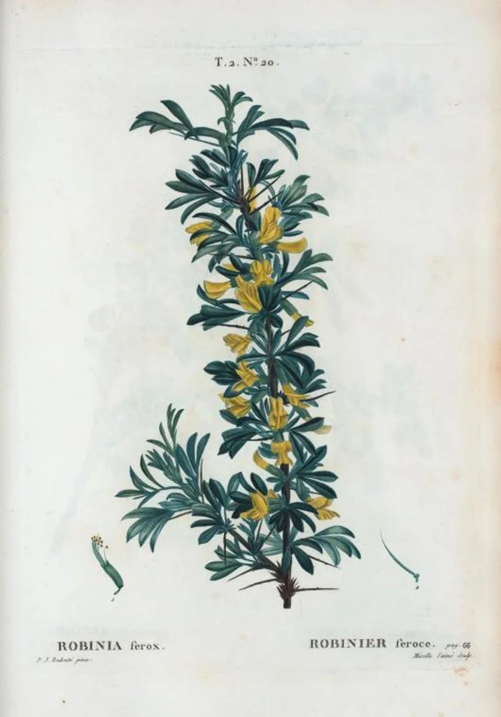 An illustration from Nouveau Duhamel, 1801, leaf 82