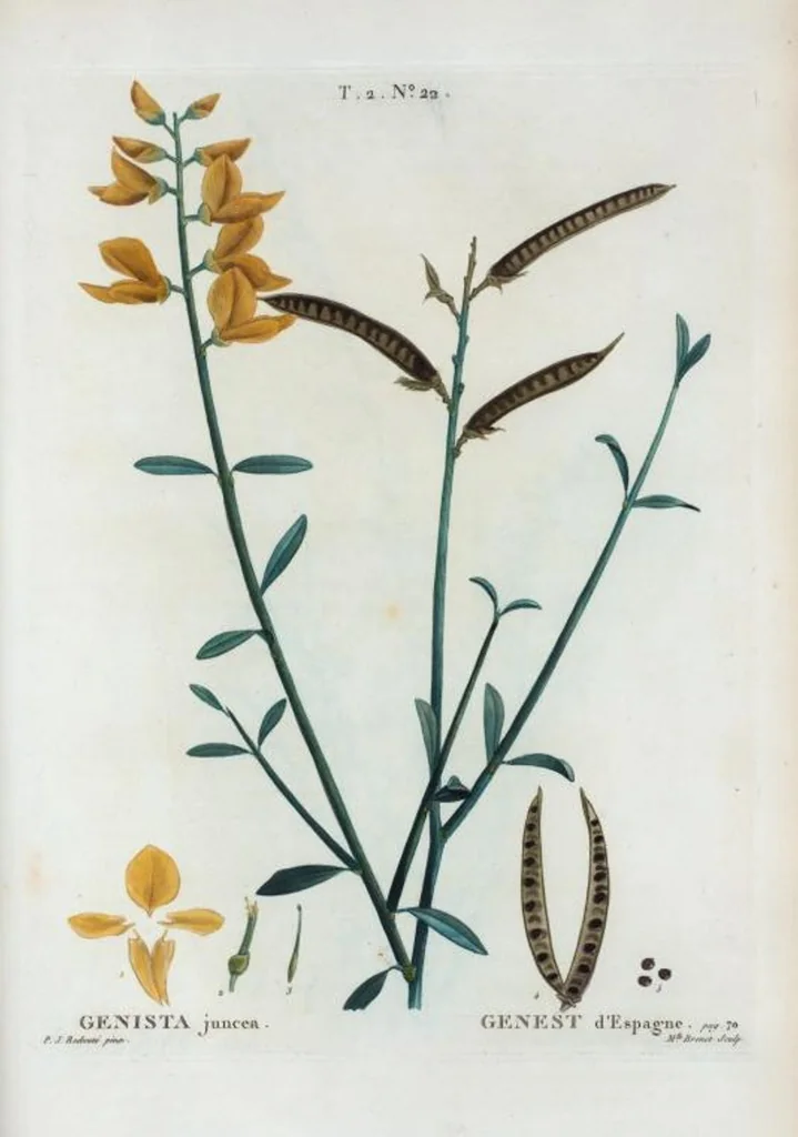 An illustration from Nouveau Duhamel, 1801, leaf 84
