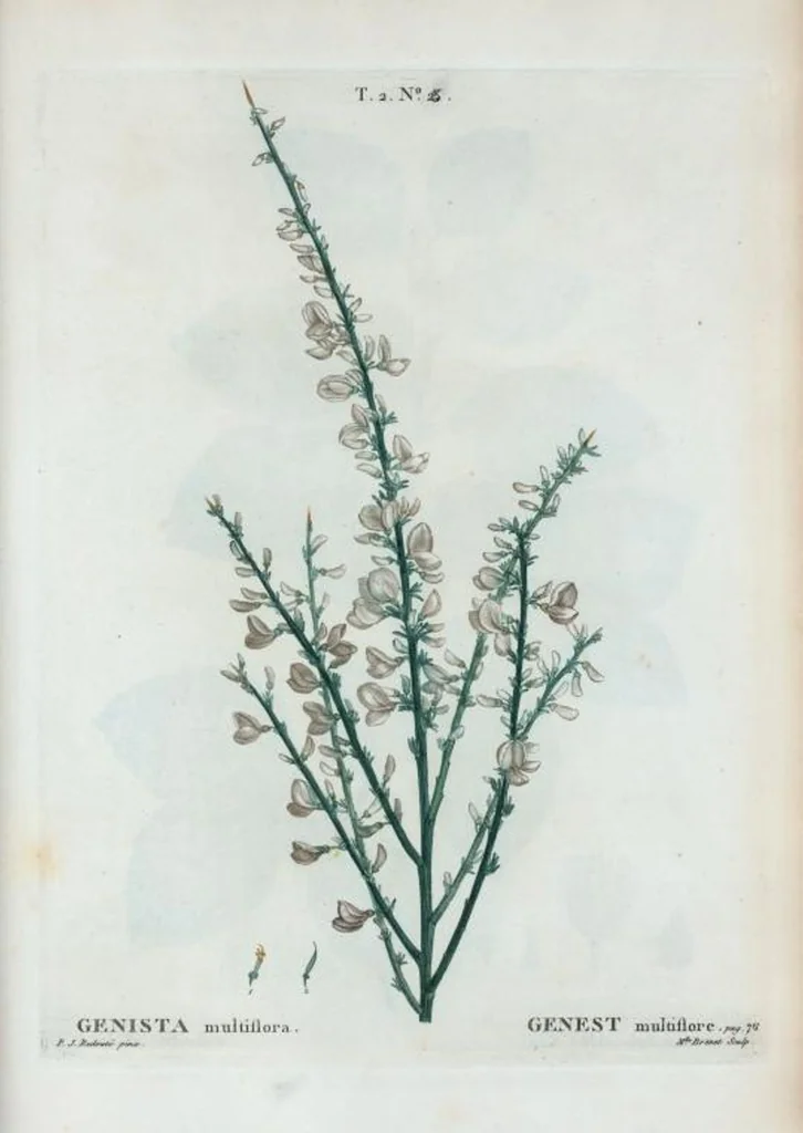 An illustration from Nouveau Duhamel, 1801, leaf 85