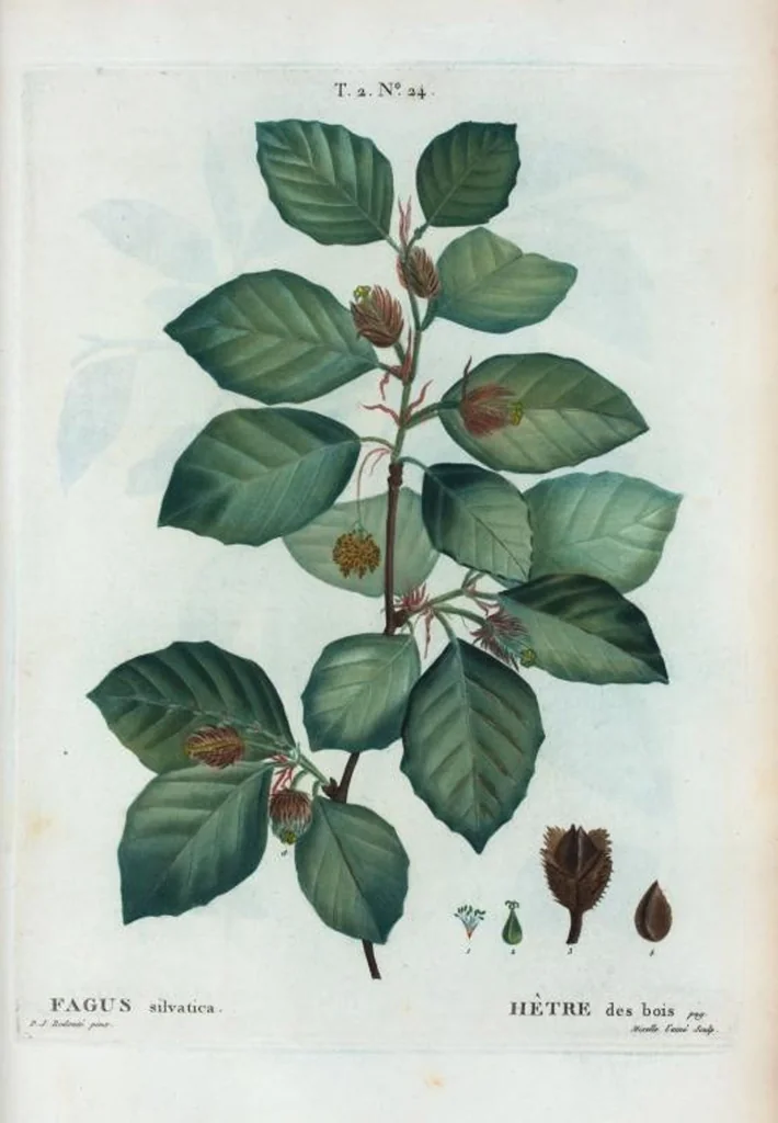 An illustration from Nouveau Duhamel, 1801, leaf 86