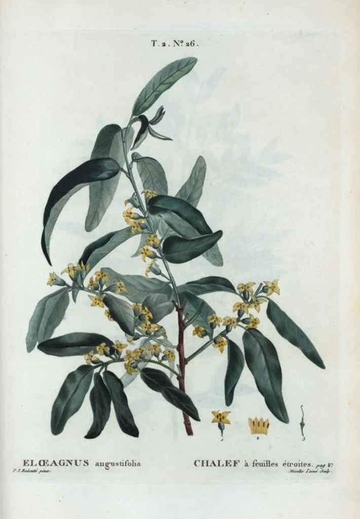 An illustration from Nouveau Duhamel, 1801, leaf 88
