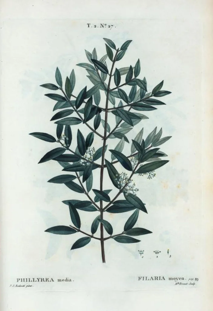 An illustration from Nouveau Duhamel, 1801, leaf 89