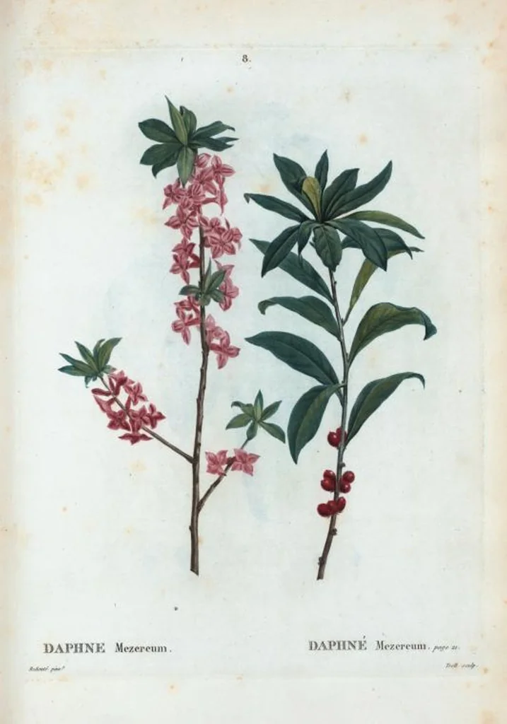 An illustration from Nouveau Duhamel, 1801, leaf 9