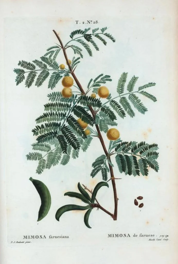 An illustration from Nouveau Duhamel, 1801, leaf 90