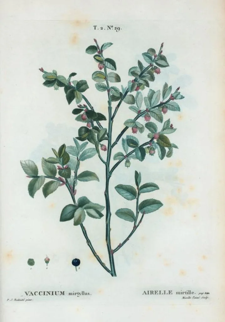 An illustration from Nouveau Duhamel, 1801, leaf 91