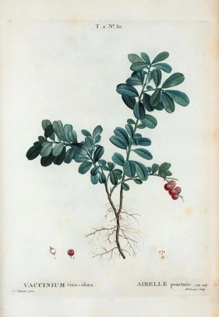 An illustration from Nouveau Duhamel, 1801, leaf 92