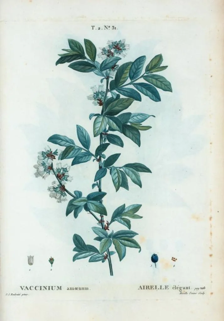 An illustration from Nouveau Duhamel, 1801, leaf 93