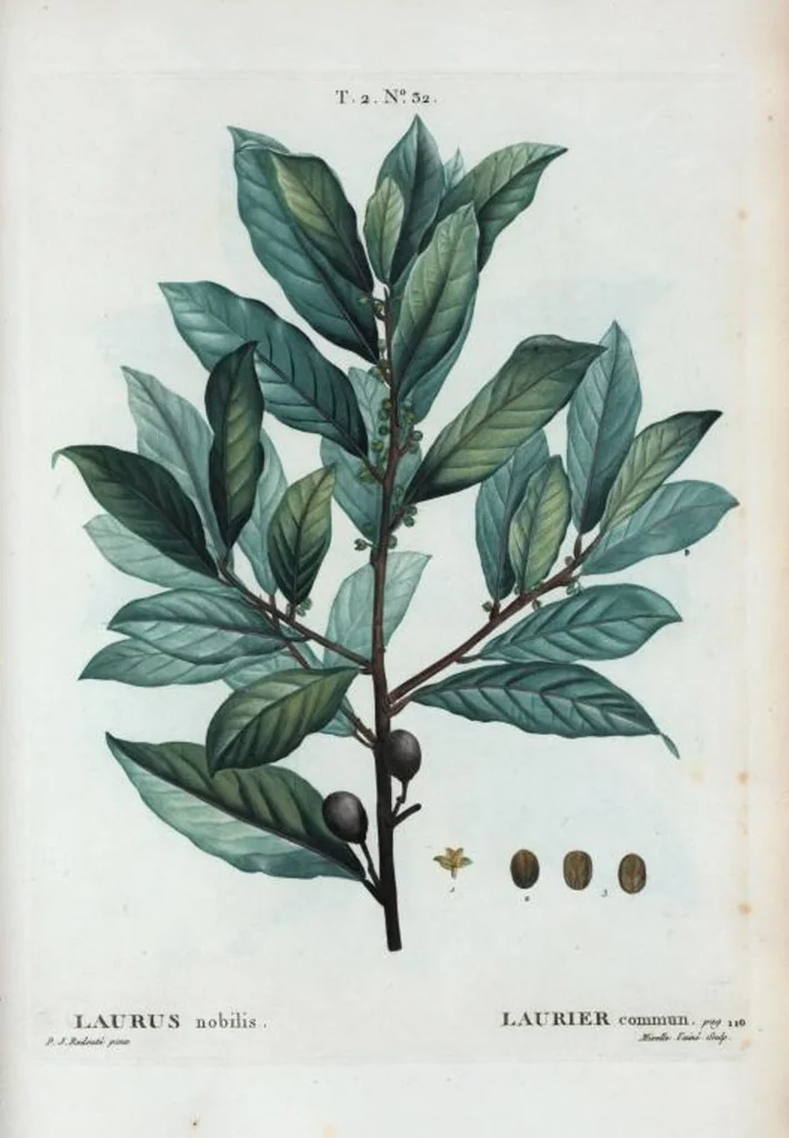 An illustration from Nouveau Duhamel, 1801, leaf 94
