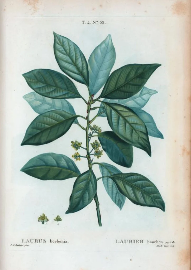 An illustration from Nouveau Duhamel, 1801, leaf 95