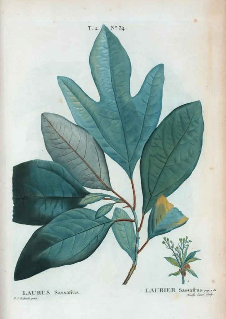 An illustration from Nouveau Duhamel, 1801, leaf 96