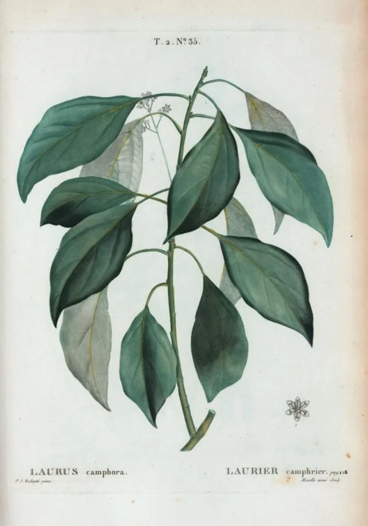 An illustration from Nouveau Duhamel, 1801, leaf 97
