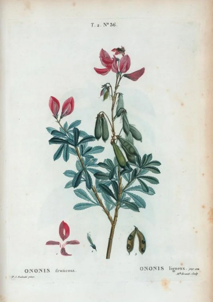 An illustration from Nouveau Duhamel, 1801, leaf 98