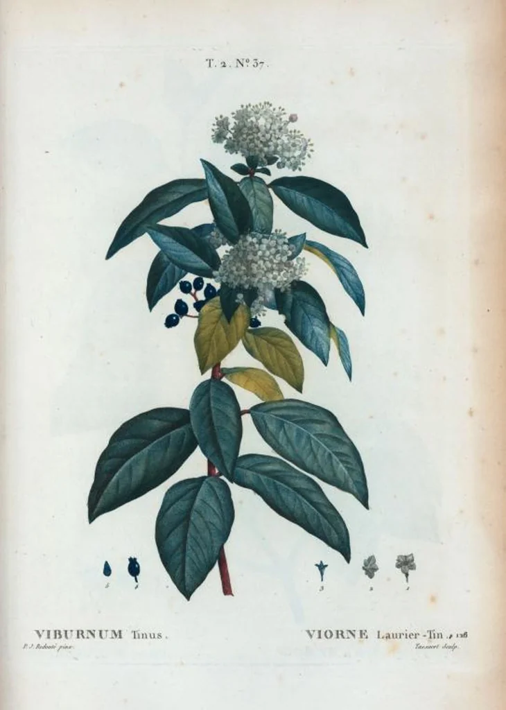 An illustration from Nouveau Duhamel, 1801, leaf 99