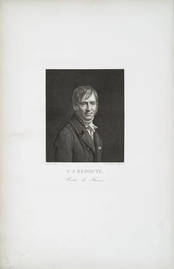 An illustration from Les liliacées, 1805, leaf 1