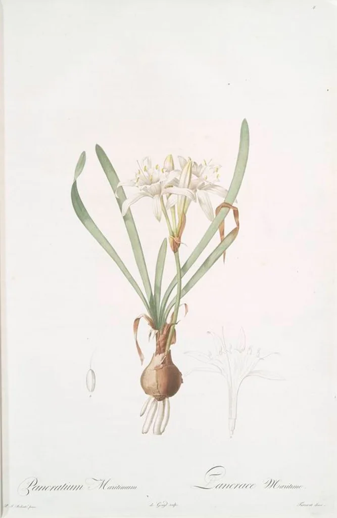 An illustration from Les liliacées, 1805, leaf 10