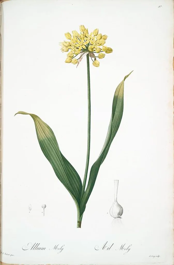 An illustration from Les liliacées, 1805, leaf 100