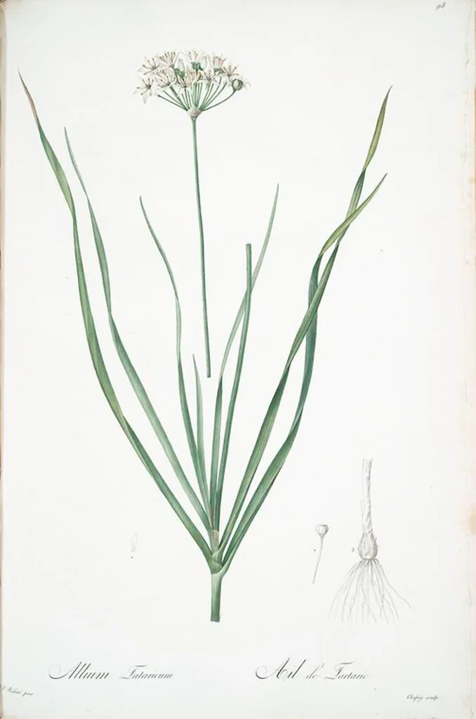An illustration from Les liliacées, 1805, leaf 101