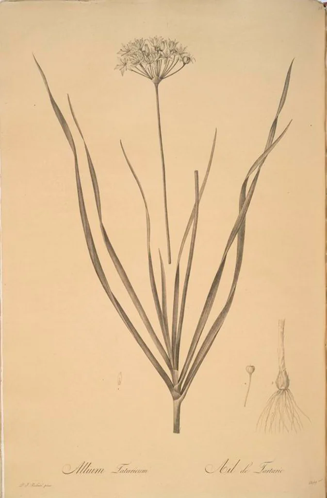 An illustration from Les liliacées, 1805, leaf 101