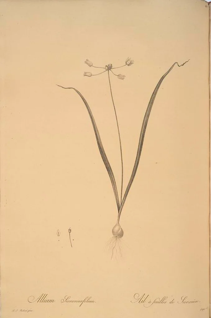 An illustration from Les liliacées, 1805, leaf 102