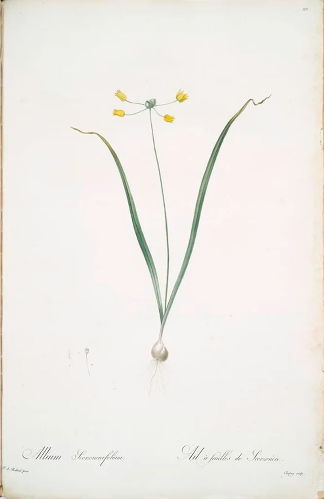 An illustration from Les liliacées, 1805, leaf 102