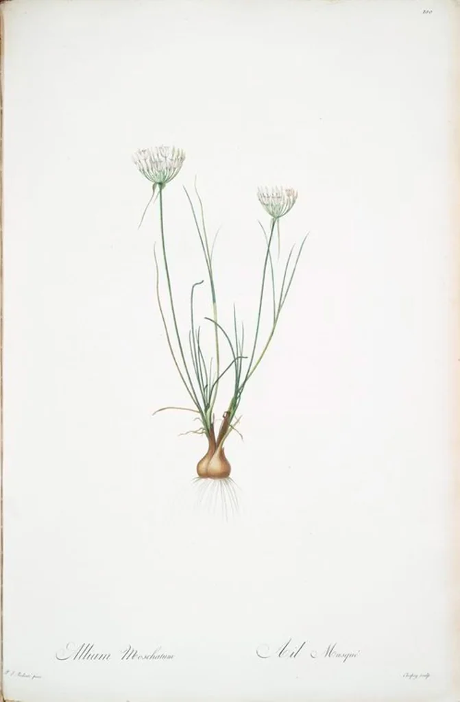 An illustration from Les liliacées, 1805, leaf 103