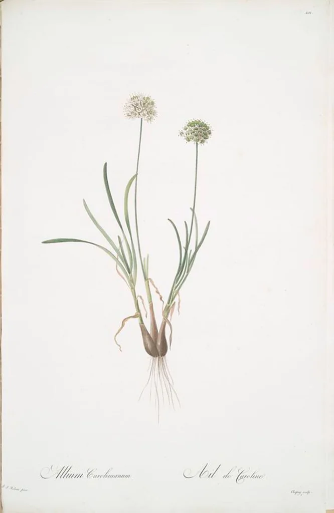 An illustration from Les liliacées, 1805, leaf 104