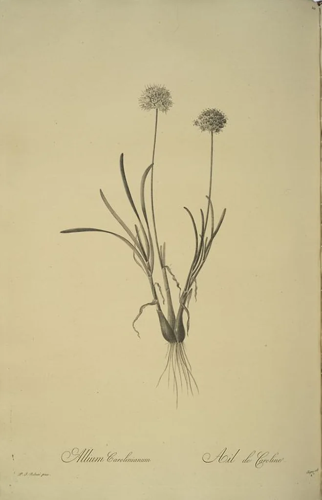 An illustration from Les liliacées, 1805, leaf 104