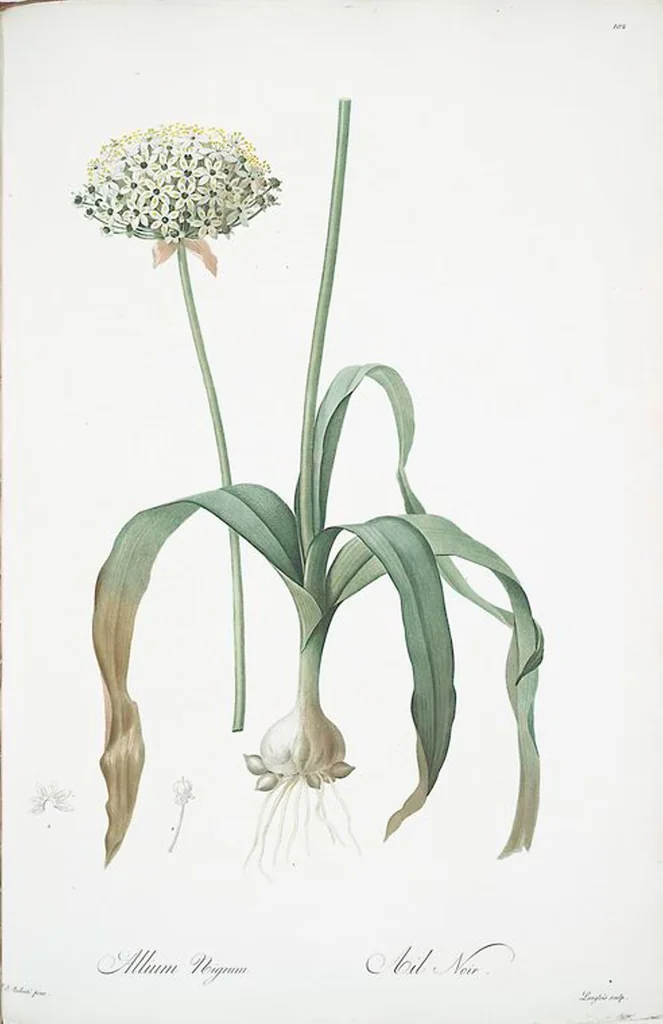 An illustration from Les liliacées, 1805, leaf 105