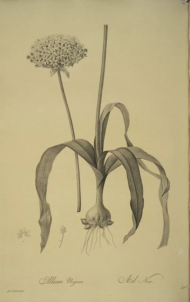 An illustration from Les liliacées, 1805, leaf 105