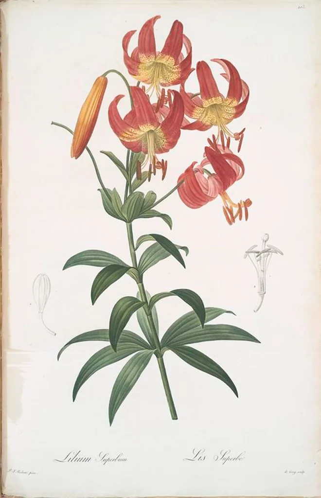 An illustration from Les liliacées, 1805, leaf 106