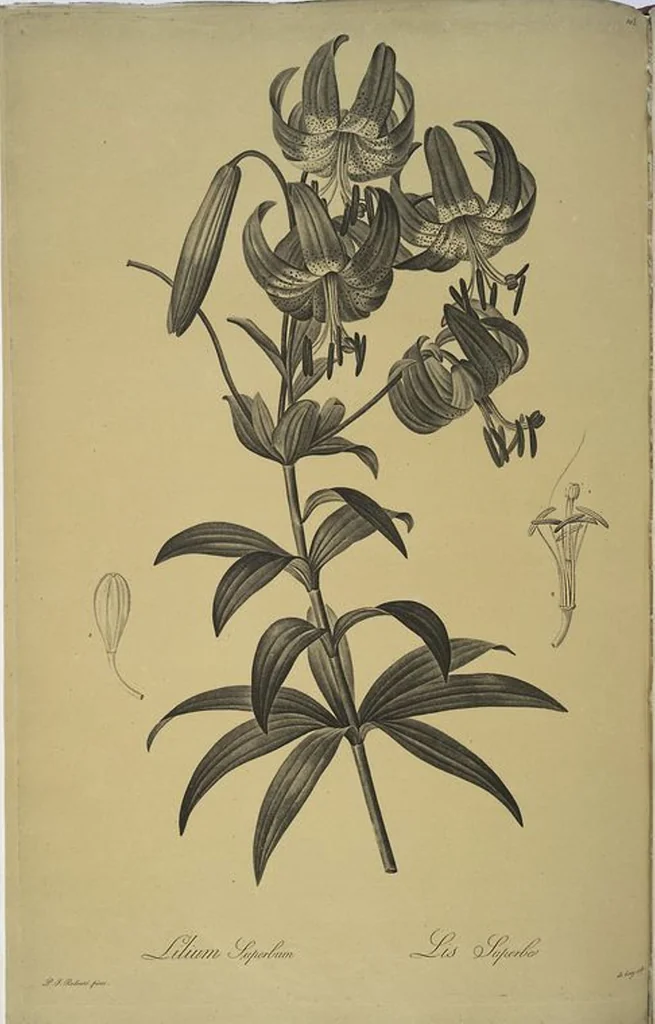 An illustration from Les liliacées, 1805, leaf 106