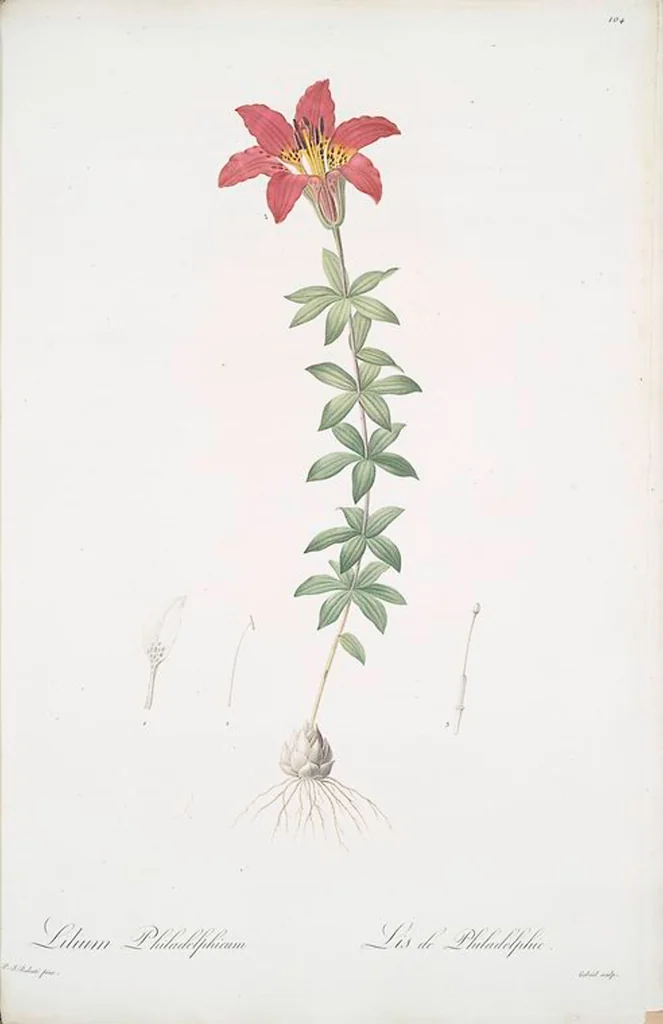 An illustration from Les liliacées, 1805, leaf 107