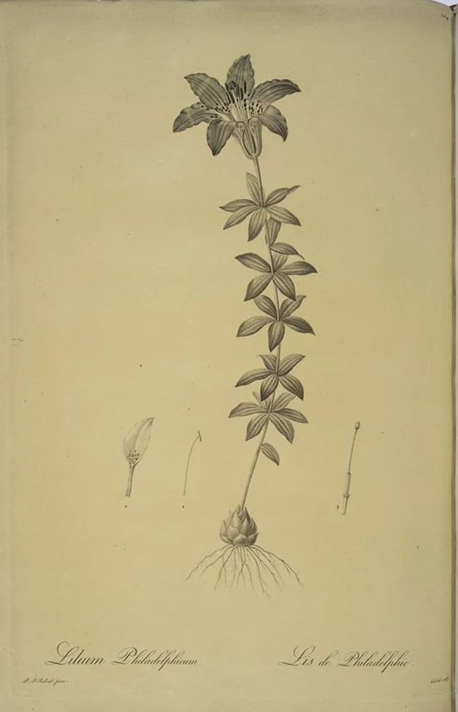 An illustration from Les liliacées, 1805, leaf 107