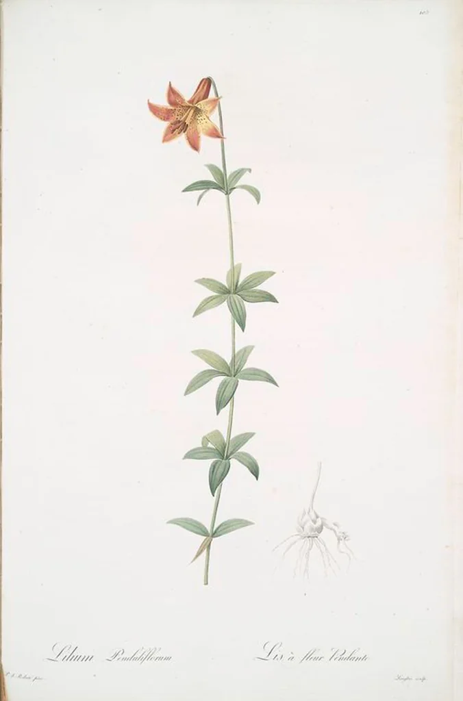 An illustration from Les liliacées, 1805, leaf 108