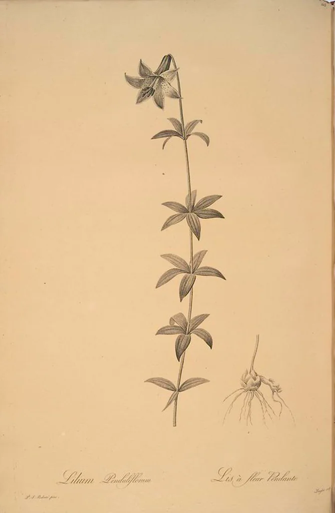 An illustration from Les liliacées, 1805, leaf 108